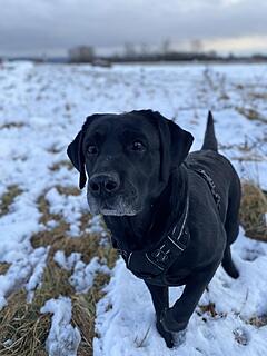 Klicke auf die Grafik für eine vergrößerte Ansicht  Name: IMG_3153.jpg Ansichten: 0 Größe: 77,5 KB ID: 1203201