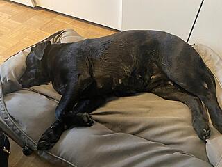 Klicke auf die Grafik für eine vergrößerte Ansicht  Name: IMG_3141.jpg Ansichten: 0 Größe: 90,7 KB ID: 1203202