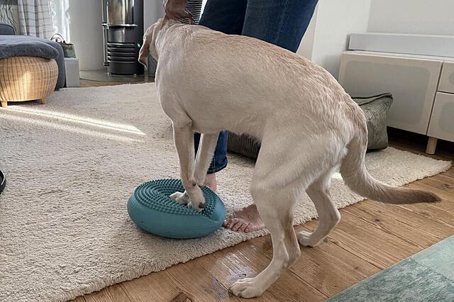 Klicke auf die Grafik für eine vergrößerte Ansicht  Name: IMG_1497.jpg Ansichten: 0 Größe: 121,7 KB ID: 1203386