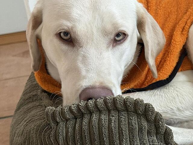 Klicke auf die Grafik für eine vergrößerte Ansicht  Name: IMG_1474.jpg Ansichten: 22 Größe: 121,3 KB ID: 1203677