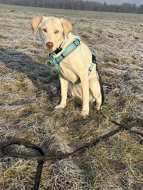 Klicke auf die Grafik für eine vergrößerte Ansicht  Name: IMG_1292.jpg Ansichten: 23 Größe: 283,6 KB ID: 1203678