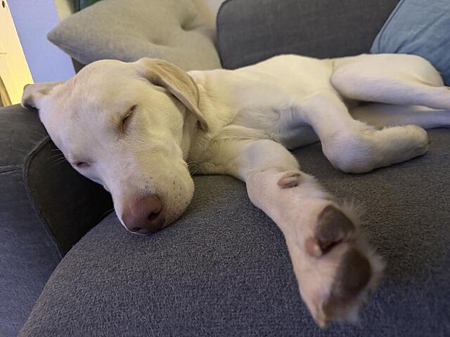 Klicke auf die Grafik für eine vergrößerte Ansicht  Name: IMG_1063.jpg Ansichten: 22 Größe: 80,8 KB ID: 1203681