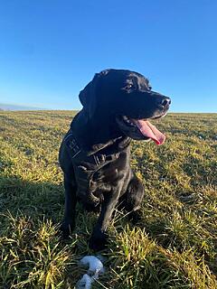 Klicke auf die Grafik für eine vergrößerte Ansicht  Name: Bonja Feld.jpg Ansichten: 82 Größe: 174,8 KB ID: 1203814