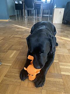 Klicke auf die Grafik für eine vergrößerte Ansicht  Name: IMG_3182 (1).jpg Ansichten: 55 Größe: 106,5 KB ID: 1205738