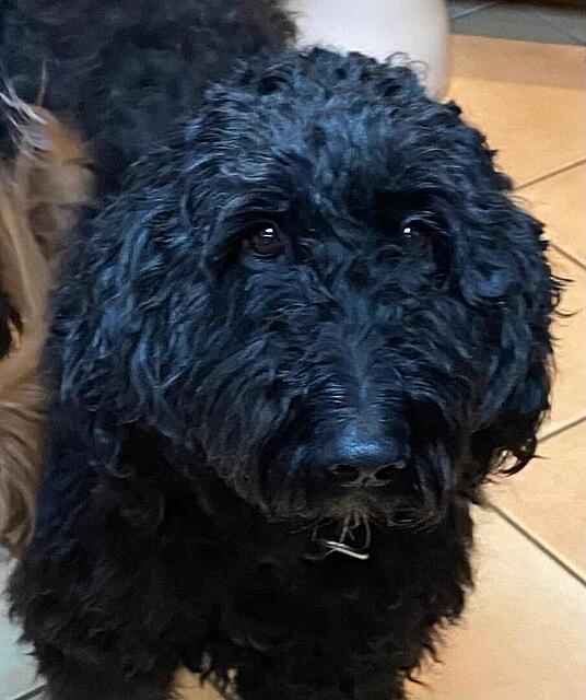 Klicke auf die Grafik für eine vergrößerte Ansicht

Name: IMG-20260202-WA0022[1].jpg
Ansichten: 86
Größe: 97,6 KB
ID: 1203850