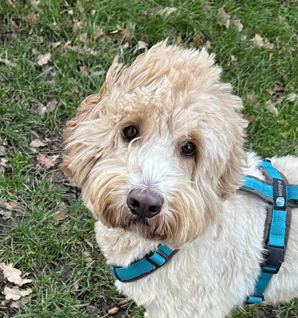 Klicke auf die Grafik für eine vergrößerte Ansicht  Name: IMG_9284.jpg Ansichten: 49 Größe: 220,8 KB ID: 1203867