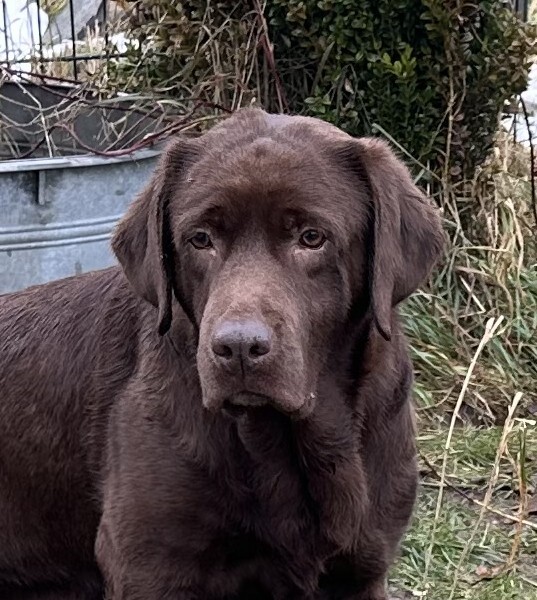 Klicke auf die Grafik für eine vergrößerte Ansicht

Name: IMG_1328.jpg
Ansichten: 286
Größe: 115,2 KB
ID: 1203901