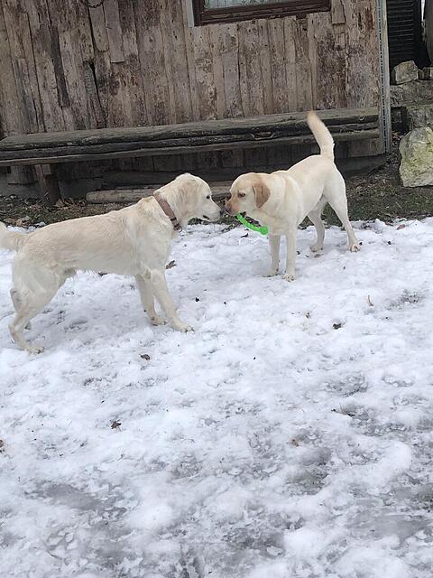 Klicke auf die Grafik für eine vergrößerte Ansicht  Name: IMG_4090.jpg Ansichten: 50 Größe: 122,1 KB ID: 1204049