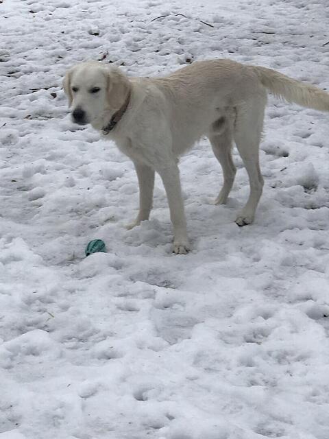 Klicke auf die Grafik für eine vergrößerte Ansicht  Name: IMG_4087.jpg Ansichten: 50 Größe: 75,3 KB ID: 1204051