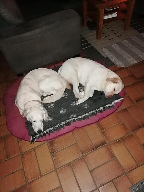 Klicke auf die Grafik für eine vergrößerte Ansicht  Name: WLGW2249.jpg Ansichten: 48 Größe: 67,4 KB ID: 1204052