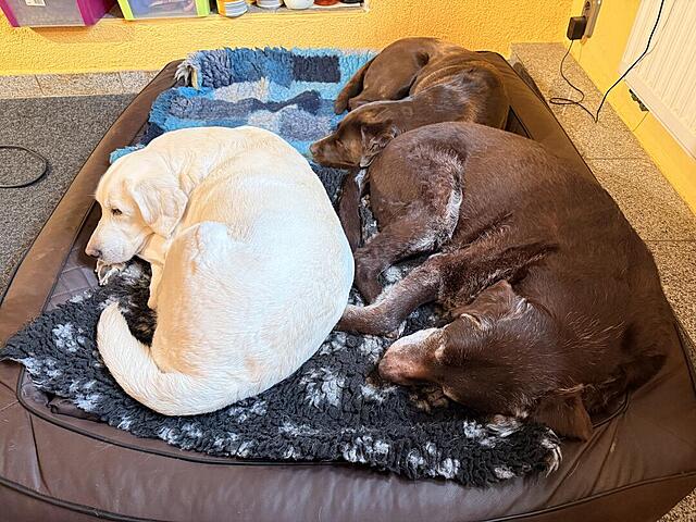 Klicke auf die Grafik für eine vergrößerte Ansicht

Name: IMG_3655.jpg
Ansichten: 55
Größe: 164,6 KB
ID: 1204123