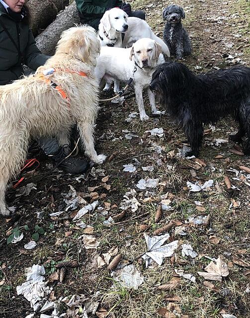 Klicke auf die Grafik für eine vergrößerte Ansicht  Name: IMG_4131.jpg Ansichten: 138 Größe: 280,8 KB ID: 1204453