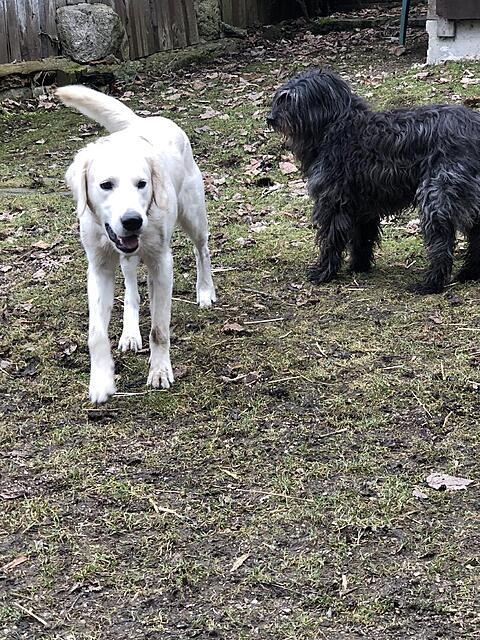 Klicke auf die Grafik für eine vergrößerte Ansicht  Name: IMG_4135.jpg Ansichten: 128 Größe: 277,0 KB ID: 1204455