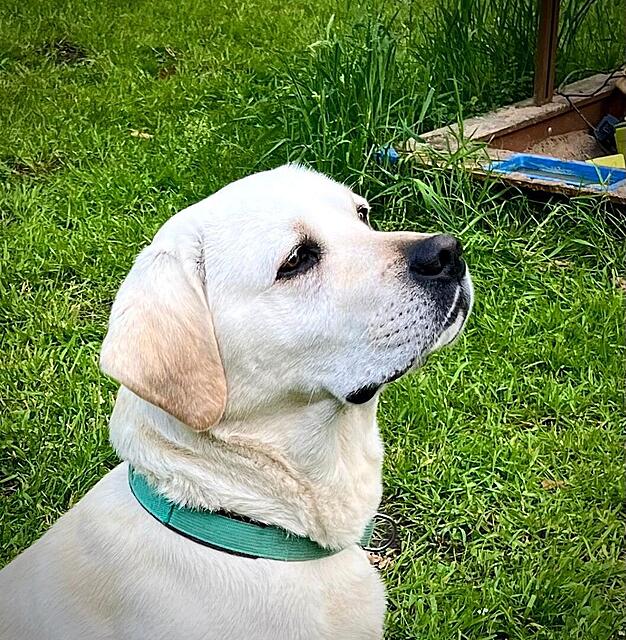 Klicke auf die Grafik für eine vergrößerte Ansicht  Name: Taco14 #1722 04.25.jpg Ansichten: 0 Größe: 256,3 KB ID: 1204529