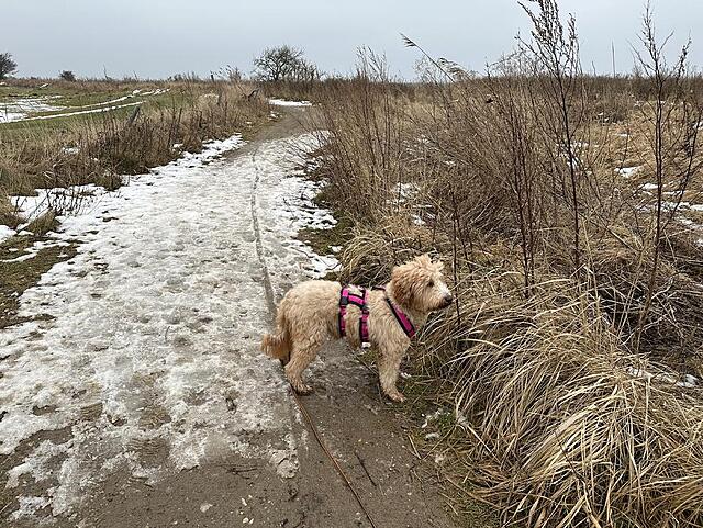 Klicke auf die Grafik für eine vergrößerte Ansicht  Name: IMG_2172.jpg Ansichten: 7 Größe: 264,3 KB ID: 1204615