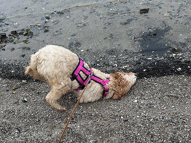 Klicke auf die Grafik für eine vergrößerte Ansicht  Name: IMG_2160.jpg Ansichten: 7 Größe: 298,1 KB ID: 1204621