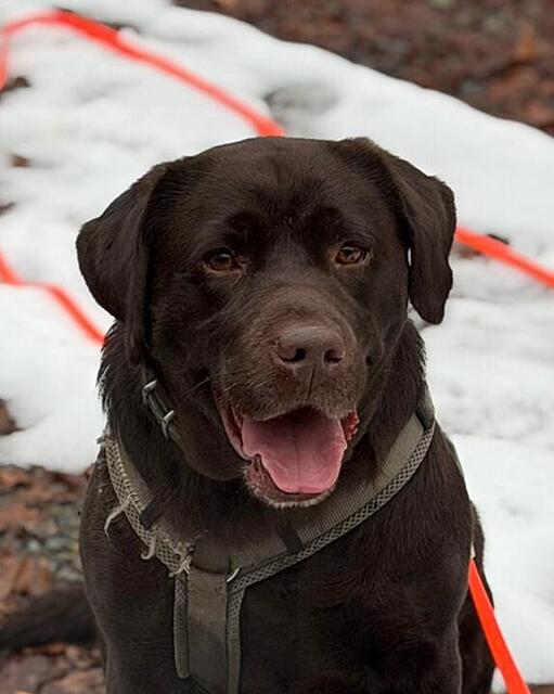 Klicke auf die Grafik für eine vergrößerte Ansicht

Name: Milka_klein.jpg
Ansichten: 21
Größe: 67,9 KB
ID: 1204675