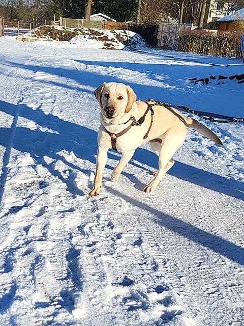 Klicke auf die Grafik für eine vergrößerte Ansicht  Name: WhatsApp Image 2026-02-15 at 11.50.41 (2).jpg Ansichten: 0 Größe: 317,7 KB ID: 1204861