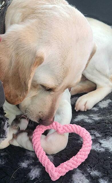 Klicke auf die Grafik für eine vergrößerte Ansicht  Name: WhatsApp Image 2026-02-14 at 15.56.33.jpg Ansichten: 0 Größe: 96,0 KB ID: 1204863