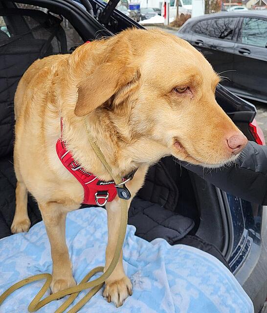 Klicke auf die Grafik für eine vergrößerte Ansicht

Name: Wolke 14.2.2026 5.jpg
Ansichten: 209
Größe: 141,5 KB
ID: 1204957