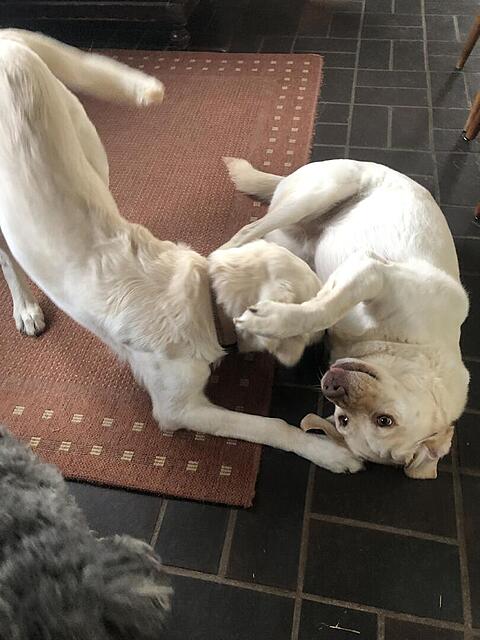 Klicke auf die Grafik für eine vergrößerte Ansicht  Name: IMG_4094.jpg Ansichten: 66 Größe: 92,7 KB ID: 1204967