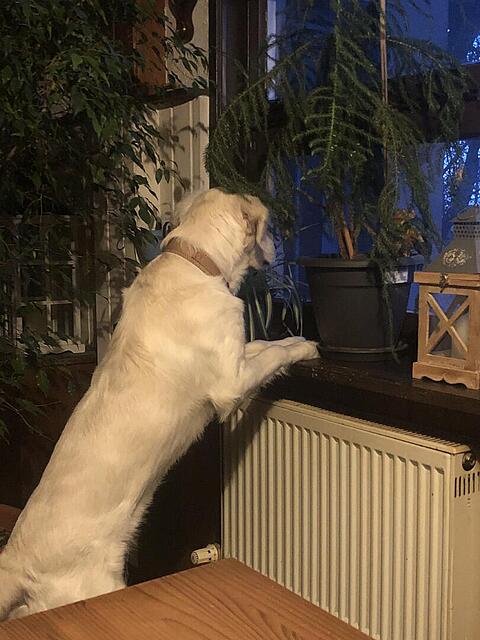 Klicke auf die Grafik für eine vergrößerte Ansicht  Name: IMG_4110.jpg Ansichten: 65 Größe: 107,1 KB ID: 1204969