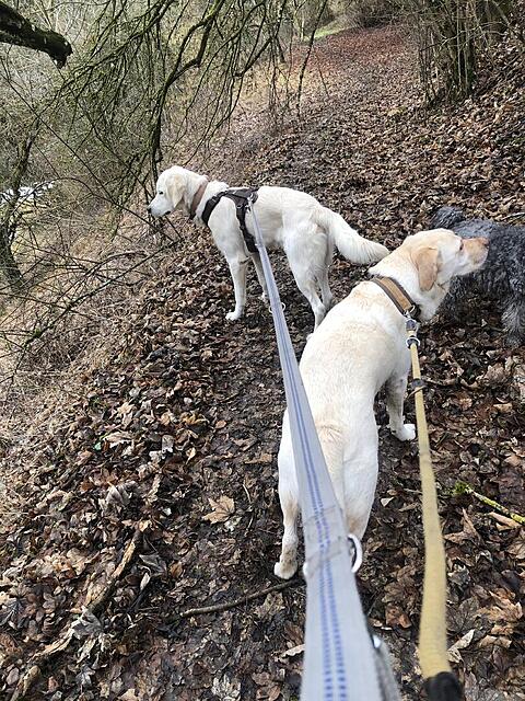 Klicke auf die Grafik für eine vergrößerte Ansicht  Name: IMG_4137.jpg Ansichten: 67 Größe: 278,9 KB ID: 1204972