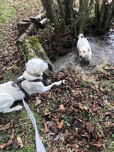 Klicke auf die Grafik für eine vergrößerte Ansicht  Name: IMG_4152.jpg Ansichten: 63 Größe: 206,9 KB ID: 1204975