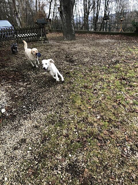 Klicke auf die Grafik für eine vergrößerte Ansicht  Name: IMG_4113.jpg Ansichten: 64 Größe: 292,2 KB ID: 1204976