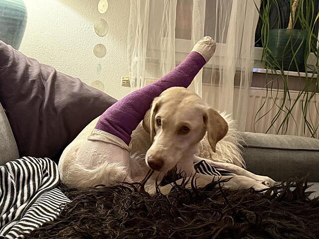 Klicke auf die Grafik für eine vergrößerte Ansicht  Name: IMG_1817.jpg Ansichten: 0 Größe: 128,8 KB ID: 1205318