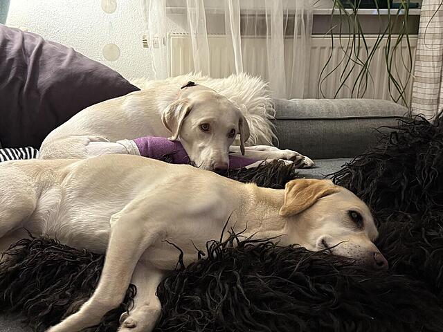 Klicke auf die Grafik für eine vergrößerte Ansicht  Name: IMG_1819.jpg Ansichten: 0 Größe: 117,1 KB ID: 1205319