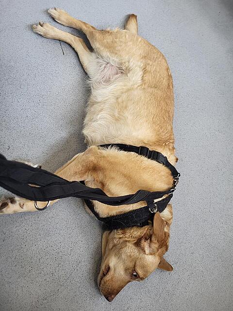 Klicke auf die Grafik für eine vergrößerte Ansicht

Name: Impfen 2.jpg
Ansichten: 204
Größe: 152,0 KB
ID: 1205346