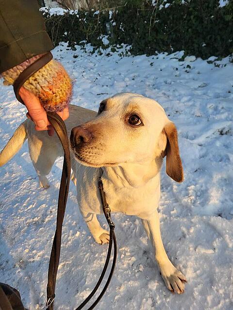 Klicke auf die Grafik für eine vergrößerte Ansicht  Name: WhatsApp Image 2026-02-19 at 12.12.24.jpg Ansichten: 0 Größe: 126,2 KB ID: 1205362