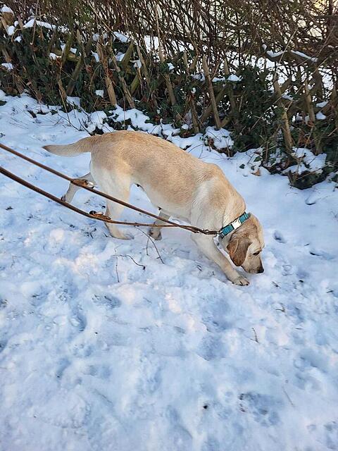 Klicke auf die Grafik für eine vergrößerte Ansicht  Name: WhatsApp Image 2026-02-19 at 12.12.25 (1).jpg Ansichten: 0 Größe: 141,0 KB ID: 1205363