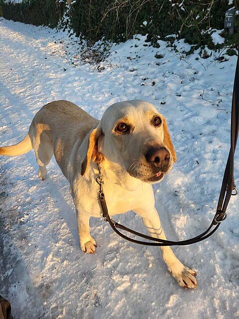 Klicke auf die Grafik für eine vergrößerte Ansicht  Name: WhatsApp Image 2026-02-19 at 12.12.24 (1).jpg Ansichten: 0 Größe: 151,3 KB ID: 1205364