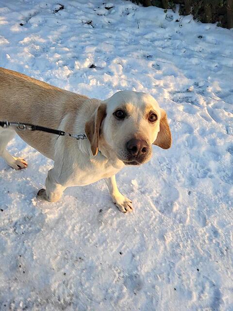 Klicke auf die Grafik für eine vergrößerte Ansicht  Name: WhatsApp Image 2026-02-19 at 12.12.25.jpg Ansichten: 0 Größe: 111,7 KB ID: 1205367