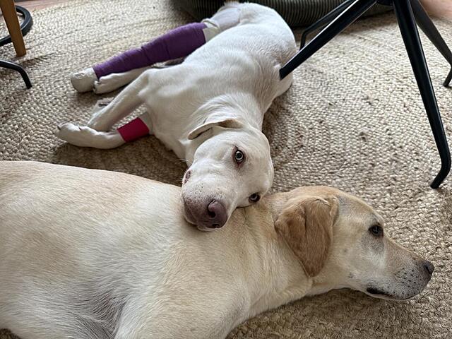 Klicke auf die Grafik für eine vergrößerte Ansicht  Name: IMG_1841.jpg Ansichten: 0 Größe: 137,7 KB ID: 1205513