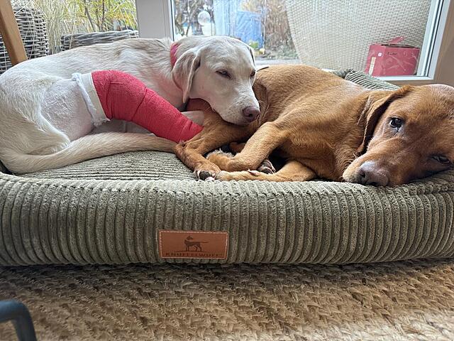 Klicke auf die Grafik für eine vergrößerte Ansicht  Name: IMG_1926.jpg Ansichten: 0 Größe: 168,9 KB ID: 1205515