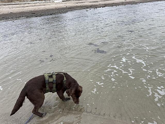 Klicke auf die Grafik für eine vergrößerte Ansicht  Name: IMG_2084.jpg Ansichten: 3 Größe: 154,9 KB ID: 1205647