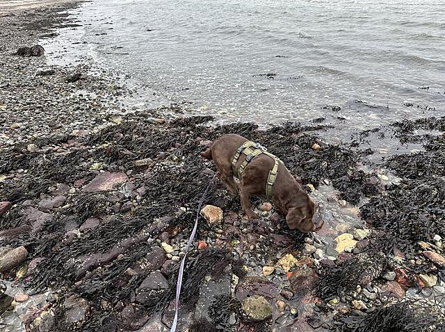 Klicke auf die Grafik für eine vergrößerte Ansicht  Name: IMG_2075.jpg Ansichten: 3 Größe: 281,6 KB ID: 1205649