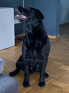 Klicke auf die Grafik für eine vergrößerte Ansicht  Name: IMG_3283.jpg Ansichten: 55 Größe: 97,5 KB ID: 1205740