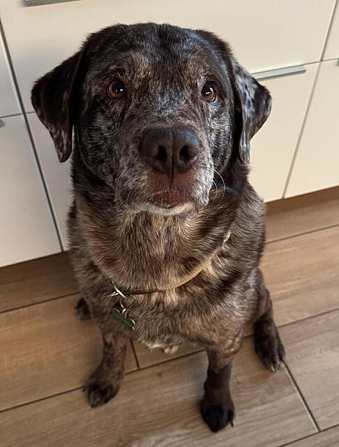 Klicke auf die Grafik für eine vergrößerte Ansicht  Name: Levi_kl.jpg Ansichten: 52 Größe: 90,7 KB ID: 1206216