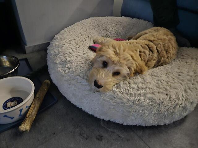 Klicke auf die Grafik für eine vergrößerte Ansicht

Name: 20260225_195113.jpg
Ansichten: 35
Größe: 69,7 KB
ID: 1206244