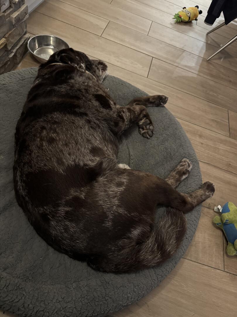 Klicke auf die Grafik für eine vergrößerte Ansicht

Name: IMG_4098.jpg
Ansichten: 38
Größe: 112,7 KB
ID: 1206252