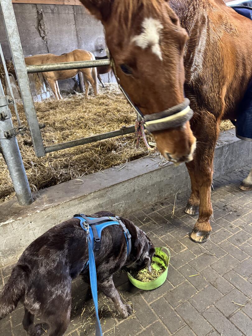 Klicke auf die Grafik für eine vergrößerte Ansicht  Name: IMG_4105.jpg Ansichten: 19 Größe: 202,6 KB ID: 1206457