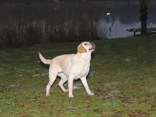 Klicke auf die Grafik für eine vergrößerte Ansicht

Name: WhatsApp Image 2026-02-27 at 10.50.46 (2).jpg
Ansichten: 2
Größe: 91,3 KB
ID: 1206502