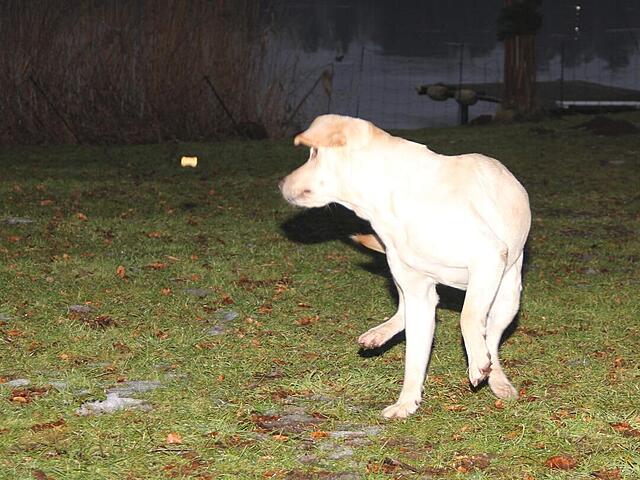 Klicke auf die Grafik für eine vergrößerte Ansicht

Name: WhatsApp Image 2026-02-27 at 10.50.46 (4).jpg
Ansichten: 2
Größe: 134,7 KB
ID: 1206504