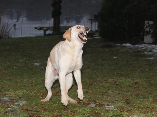 Klicke auf die Grafik für eine vergrößerte Ansicht

Name: WhatsApp Image 2026-02-27 at 10.50.46 (1).jpg
Ansichten: 2
Größe: 69,8 KB
ID: 1206506