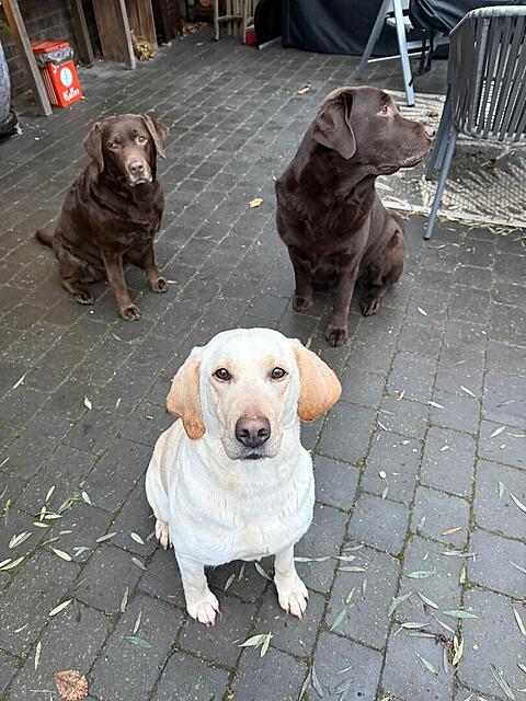 Klicke auf die Grafik für eine vergrößerte Ansicht  Name: WhatsApp Image 2026-02-21 at 17.17.49.jpg Ansichten: 0 Größe: 137,2 KB ID: 1206508