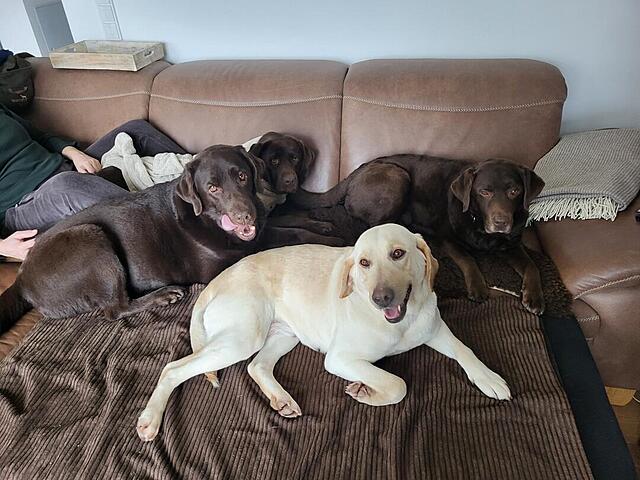 Klicke auf die Grafik für eine vergrößerte Ansicht  Name: WhatsApp Image 2026-02-27 at 10.50.46.jpg Ansichten: 0 Größe: 118,4 KB ID: 1206509